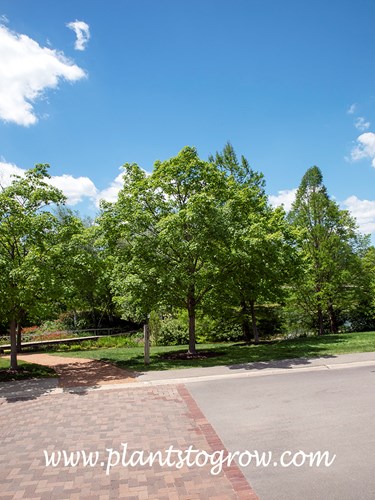 Sugar Maple (Acer saccharum)
A group of Sugar Maples.
